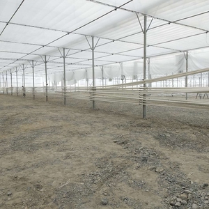 Multi Span Tunnel Fraise Gothique Serre Produit agricole à vendre - Product Image 6