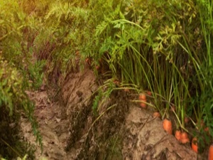 <span class=keywords><strong>2025</strong></span> Trung Quốc tươi sản phẩm sản xuất với khoảng cách cây trồng mới chất lượng cao cho xuất khẩu tươi Cà rốt - Product Image 5