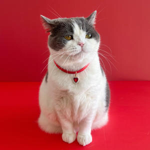 <span class=keywords><strong>Collar</strong></span> Ajustable con Adorno de Diamantes Rojos para Gatos y Cachorros, Diseño Sólido, Accesorios de Aleación - Product Image 6