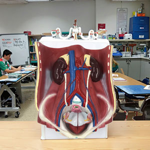 Pvc Dual <span class=keywords><strong>Sex</strong></span> Urinewegstelsel Anatomiemodel 6 Delen Menselijk Urinestelsel - Product Image 4