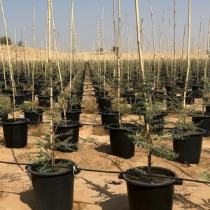 เสาระแนงไม้ไผ่ที่เป็นมิตรกับสิ่งแวดล้อมสำหรับการทำเกษตรกรรมและขอบสวนที่ทำจากวัตถุดิบไม้ไผ่ระดับพรีเมียม - Product Image 1