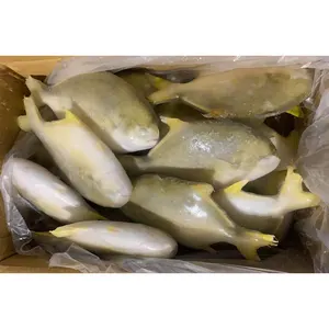 300-400g 400-500g 500-600g 600-800g China landwirtschaft goldener pompano-fisch gefrorener goldener pomfret gefrorener goldener pompano-fisch