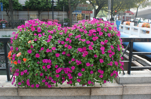 Jardinera Vertical Decorativa para Cercas, Tipo Colgante, para Cercas y Barandillas, Paisajismo y Vegetalización - Product Image 6