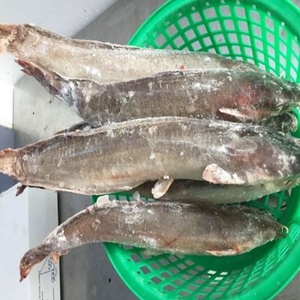 Di alta qualità congelati tutto tondo <span class=keywords><strong>Pesce</strong></span> <span class=keywords><strong>Gatto</strong></span> (tra cui a secco <span class=keywords><strong>pesce</strong></span> <span class=keywords><strong>gatto</strong></span>) - Product Image 5