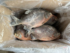 Frozen Red <strong>Pacu</strong> <strong>Fish</strong> Good Price Whole Round Frozen Red Pomfret <strong>Pacu</strong> - Product Image 1