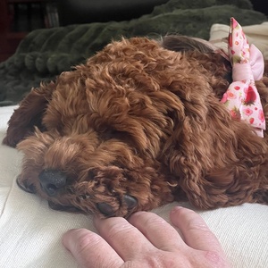 Escape Proof Strawberry Prin Pet <span class=keywords><strong>Harness</strong></span> Leash Bag Set Colete Ajustável Luxo Personalizado Sem Pull Dog <span class=keywords><strong>Cat</strong></span> <span class=keywords><strong>Harness</strong></span> - Product Image 5