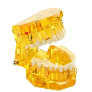 Modello di Denti Permanenti in Resina Trasparente Ambrata, Modello Dentale Articolato Standard per l'Insegnamento Orale - Product Image 5