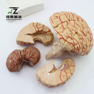 Modelo de Anatomía Cerebral de PVC a Tamaño Humano, Set Educativo Médico con 9 Partes, Estructuras Humanas Detalladas y Económicas - Product Image 3