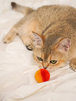 Lot de 6 balles de jeu pour chat en peluche écologiques, douces et interactives pour chats d'intérieur