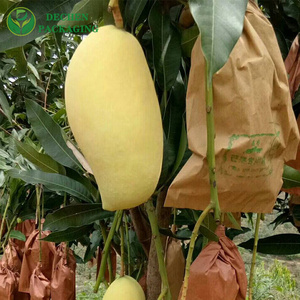 How do you protect mangoes from birds? How do you protect mangoes from birds?
