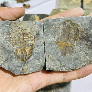 Un Par de Fósiles de Trilobites Coronocephalus, Especímenes Marinos del Silurio para Investigación Geológica, Exhibición Paleontológica de Escritorio - Product Image 4