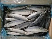 Scomber Ikan Makerel Beku Scombrus Ikan Sardine