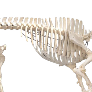 Modelo de <span class=keywords><strong>esqueleto</strong></span> de <span class=keywords><strong>cerdo</strong></span> Modelo anatómico animal Modelo de <span class=keywords><strong>esqueleto</strong></span> animal de tamaño natural - Product Image 4