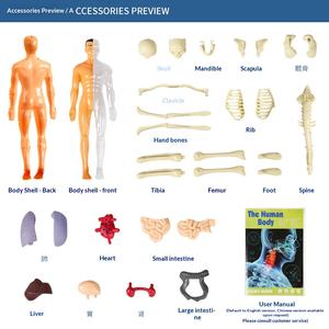 Jouet éducatif STEM pour enfants, puzzle scientifique cognitif, assemblage de l'organisme et du <span class=keywords><strong>squelette</strong></span>, modèle TXMR-026, emballage en boîte de couleur - Product Image 2