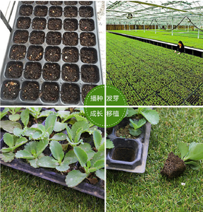 Plateau de semis en PP noir à 32/50/72/128 alvéoles pour légumes, plateau de culture, plateau de germination pour semis en serre - Vente en gros à prix réduit - Product Image 6