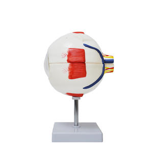 Modèle d'œil agrandi 6 fois pour l'enseignement en <span class=keywords><strong>ophtalmologie</strong></span>, fabriqué par Yulin Medical Science, populaire en usine, YL-03017 Henan - Product Image 2