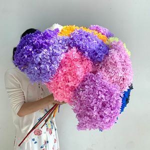 Matériel DIY : Fleur d'hortensia Anna éternelle et colorée, fleur préservée pour toujours - Product Image 5