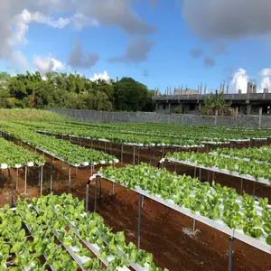 Tecnología agrícola sin suelo, jardín doméstico hidropónico, equipos de sistema NFT de acuaponia para interiores