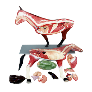 Modèle anatomique de cheval Modèle anatomique animal Modèle médical d'anatomie de cheval en plastique - Product Image 5