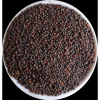 Graines de moutarde Rai fraîches entières, épice au goût prononcé et à l'arôme distinctif, qualité supérieure, approvisionnement en vrac pour applications culinaires