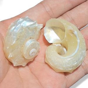 Granchi eremiti che sostituiscono conchiglie collezione di conchiglie naturali lucidate capesante nautica decorazione di pesci vero tocco <span class=keywords><strong>animale</strong></span> Seastar - Product Image 2