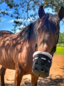Bozal Innovador para Caballos con Diseño Inteligente para una Eficaz Limitación del Pastoreo y Comodidad - Product Image 2