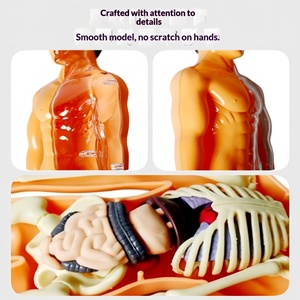 Jouet éducatif en plastique pour enfants, puzzle cognitif STEM, assemblage d'organes et d'os, modèle du <span class=keywords><strong>corps</strong></span> <span class=keywords><strong>humain</strong></span> pour 0-3 mois - Product Image 2