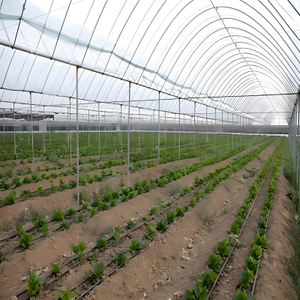 Serre multi-voûtes résistante à la grê<span class=keywords><strong>le</strong></span> avec cadre renforcé, utilisée pour la culture des arbres fruitiers (pommes, poires, cerises) - Product Image 6