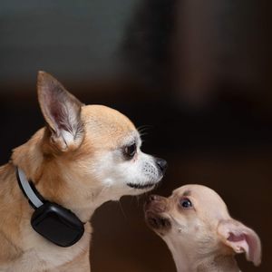 Dog Training Waterproof Eco-Friendly <b>Plastic</b> Underground Portable Shock Collar Pet <b>Fence</b> System Wireless Electric Dog <b>Fence</b> - Product Image 5