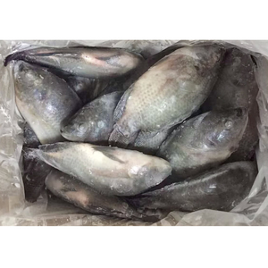 Pesce Congelato All'Ingrosso: Tilapia di Piccole Dimensioni, Acquisto in Grandi Quantità, Intera e Fresca - Product Image 1