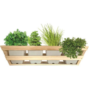 Kit de démarrage de mini-jardin d'intérieur pour légumes et herbes aromatiques (<span class=keywords><strong>Basilic</strong></span>, Persil, Ciboulette, Coriandre) avec substrat <span class=keywords><strong>en</strong></span> fibres végétales - Product Image 3