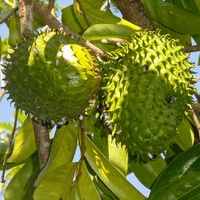 Cápsulas de Graviola o Guanábana Orgánicas, Polvo Verde Silvestre, Polifenoles 100% Puros, con Envase en Botella, de Perú