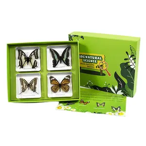 Quatro tipos de borboletas secas coloridas, em bloco acrílico, brinquedos de aprendizagem para exibição de museu