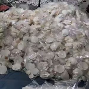 أصداف بحرية بيضاء بالجملة للزينة وديكور حفلات الزفاف وحفلات الشاطئ وفنون الأطفال والحرف اليدوية - Product Image 5