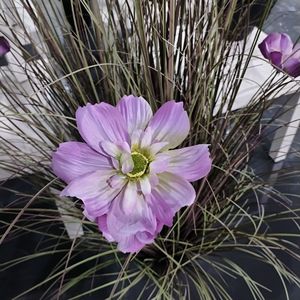 Plante artificielle en pot, herbe d'oignon, fleur de Gesang, herbe de chien, fausse fleur décorative pour centres commerciaux, hôtels et décorations florales - Product Image 2
