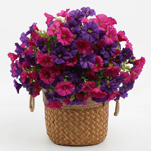 Plantes décoratives d'eucalyptus et de gloire du matin, fournitures florales pour décors de mariage et présentations à domicile en gros - Product Image 6