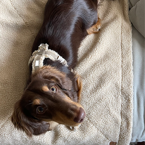 Produsen desain modis lembut mewah Sherpa disesuaikan dengan paduan Teddy Velvet dipersonalisasi <span class=keywords><strong>Harness</strong></span> anjing disesuaikan - Product Image 6