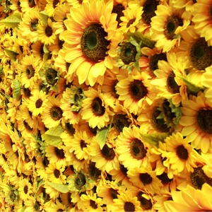 Panel de Flores Artificiales de Girasol 3D 5D de Lujo, Tela de Seda, Fondo de Pared para Bodas, Fondo de Flores y Plantas, 8 pies x 8 pies - Product Image 3