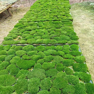 Cuscino eco-friendly da 0.16 mq Cuscino Cuscino Cuscino Cuscino 3D Verde Reale Stabilizzato Palo Conservato Giardinaggio Arte Decorazione Della Parete - Product Image 1