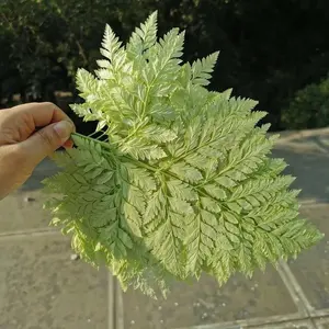 10 Uds. De helechos de montaña secos, naturales y reales, plantas, ramas eternas, decoración de boda de Navidad, hoja de helecho en conserva