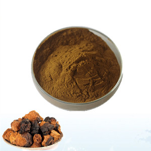 GANOHERB Extractos De Plantas Pó De Extrato De Cogumelo Chaga 10KG Barril Amostra Disponível Extrato De Cogumelos Em Pó - Product Image 2