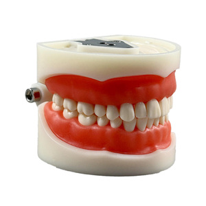Modèles dentaires, dents en porcelaine, standard dentaire, 32 dents amovibles, nouvelles dents pour adultes - Product Image 2