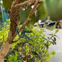 Fournisseur d'usine 20 pièces/sac Clips de plantes de jardin (petites tailles) pour le soutien légumes de vigne tomates plantes grimpantes