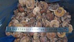 Alta calidad, certificado BRC, IQF, Frozen, <span class=keywords><strong>Boletus</strong></span>, <span class=keywords><strong>Luteus</strong></span> - Product Image 4