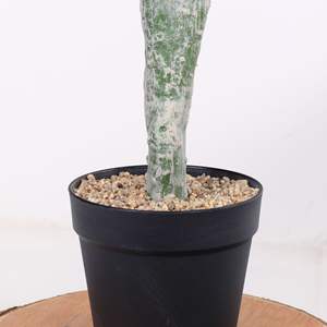 Plantes Artificielles en Plastique Cactus Leon pour Intérieur/Extérieur – Haute Simulation, Décoratives, Faux Plantes Vertes Tropicales, Scène Désertique - Product Image 5