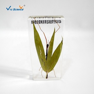 Espécimen incrustado de animales, resina de insectos, espécimen de palo de bambú - Product Image 2