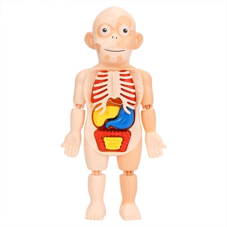 Jouet modèle d'anatomie du corps humain - Éducatif et amusant pour les enfants