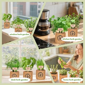 Kit de jardinage d'herbes aromatiques d'intérieur amusant de 10 pièces - Écologique, facile à cultiver dans une jardinière de fenêtre ou de cuisine, coriandre, basilic, sauge, origan, persil - Product Image 4