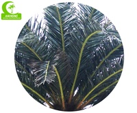 Pohon Kurma Canary Buatan Berkualitas Tinggi untuk Luar Ruangan dengan Ketahanan UV untuk Dekorasi
