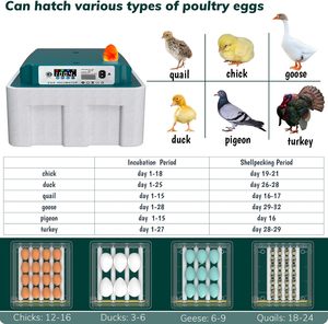 Nueva Incubadora de Huevos Automática de 16 Huevos para Uso Doméstico, para Huevos de Gallina, Ganso y Reptiles, con Humidificación, Ventilador Giratorio - Product Image 6